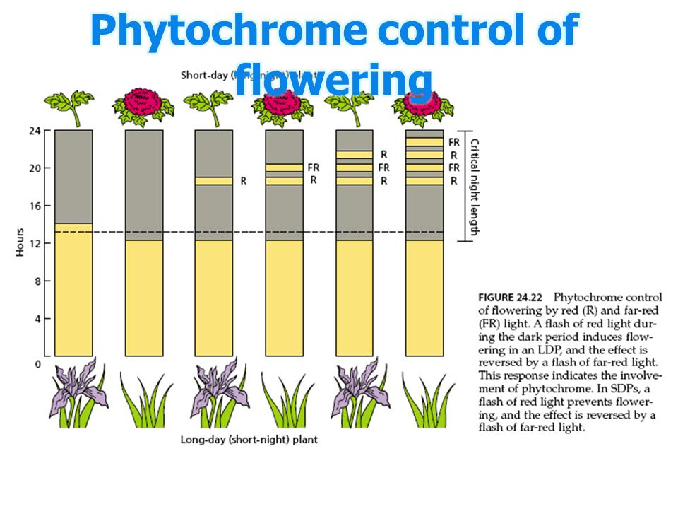 Phytochrome control of flowering