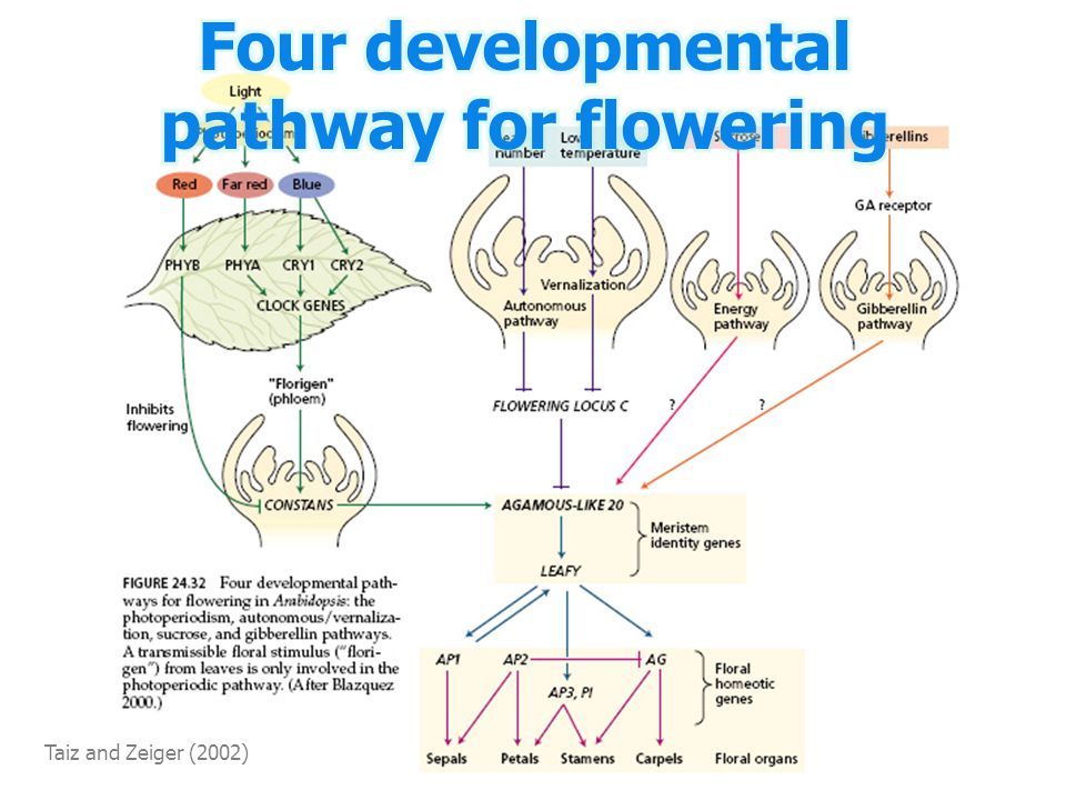 Four developmental pathway for flowering