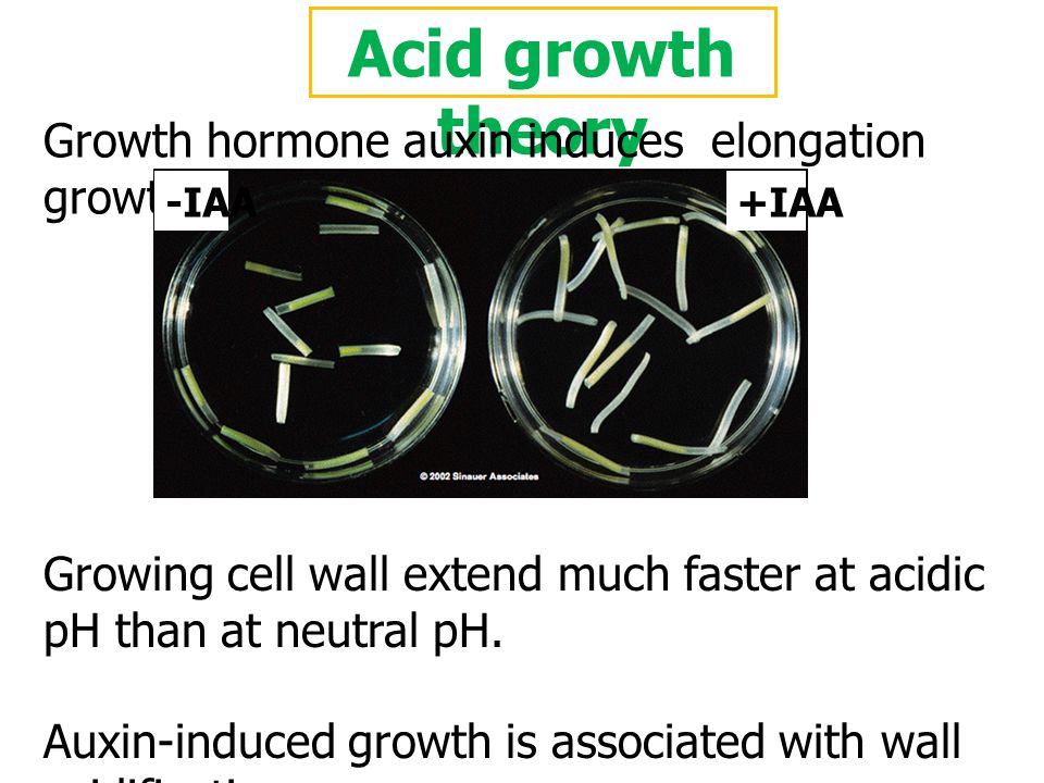 Acid growth theory Growth hormone auxin induces elongation growth of plant cells. -IAA. +IAA.
