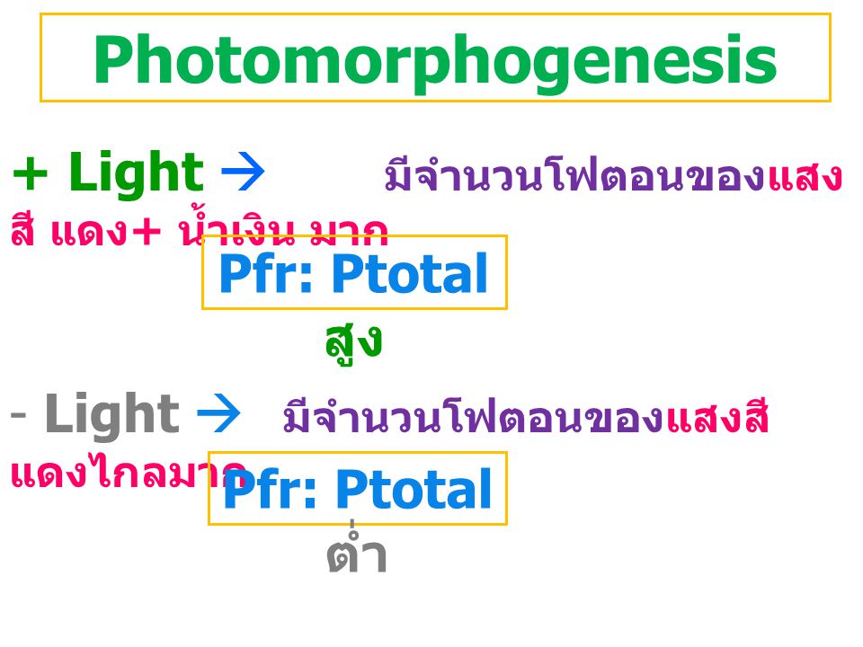 Photomorphogenesis + Light  มีจำนวนโฟตอนของแสงสี แดง+ น้ำเงิน มาก