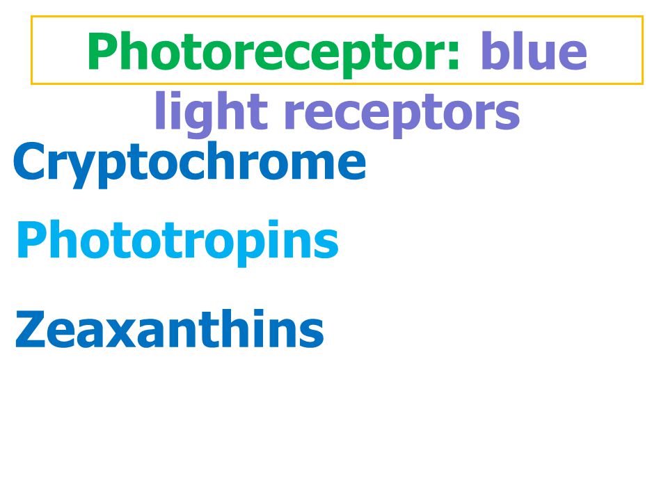 Photoreceptor: blue light receptors