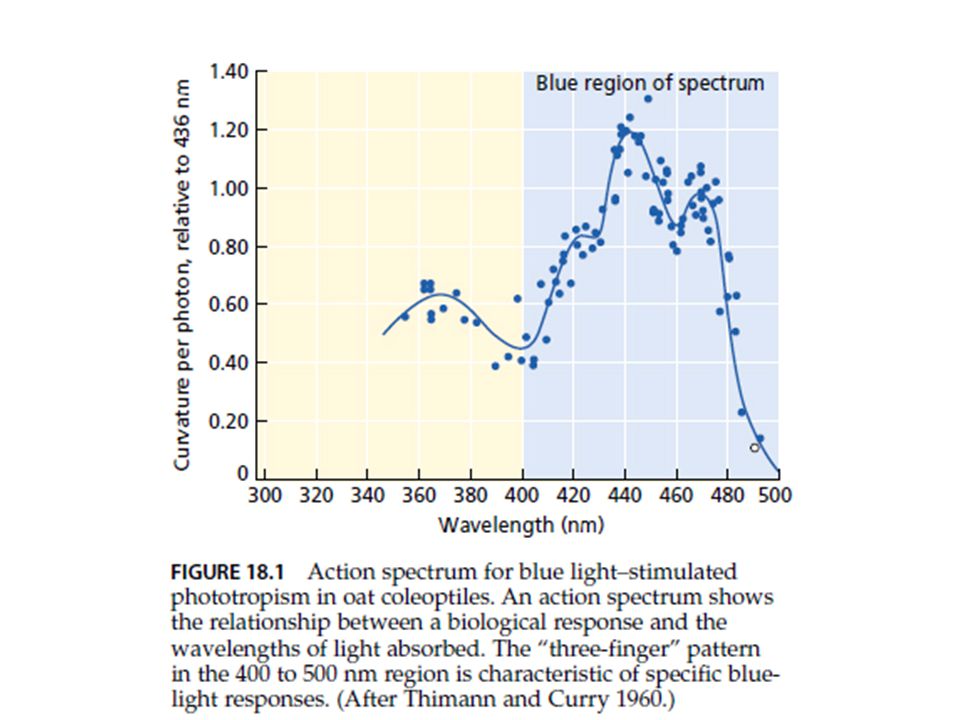 action spectrum ของการเบนตามแสง ซึ่งเป็นการตอบสนองต่อแสงสีน้ำเงิน ซึ่งมีลักษณะเฉพาะตัว คือ มีรูปแบบที่เรียกว่า three-finger pattern ในช่วงความยาวคลื่น nm