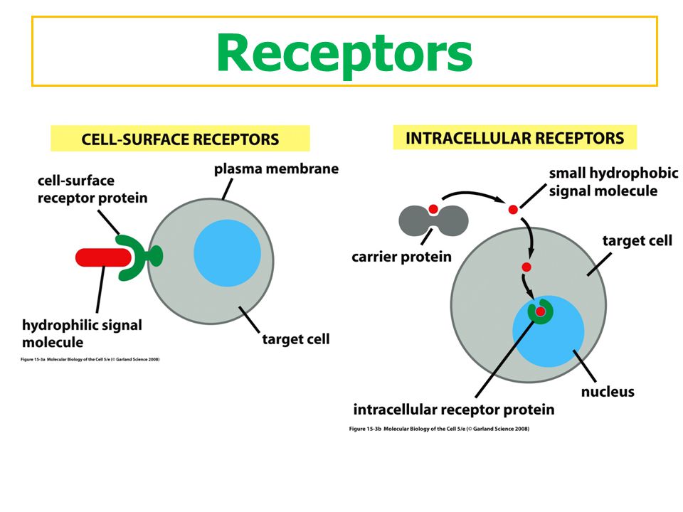 Receptors ตัวรับสัญญาณแบ่งได้เป็น 2 กลุ่ม คือ cell surface receptor