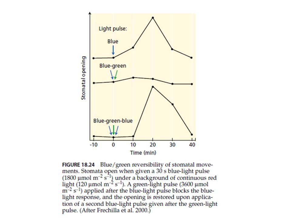กราฟนี้ แสดงให้เห็นว่าการเปิดปากใบเป็นการตอบสนองที่เกี่ยวข้องกับการเปลี่ยนรูปของ blue light receptor จาก inactive เป็น active form ในลักษณะเดียวกันกับ phytochrome