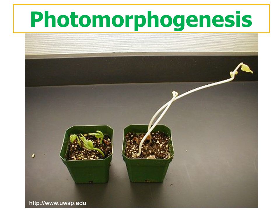 Photomorphogenesis