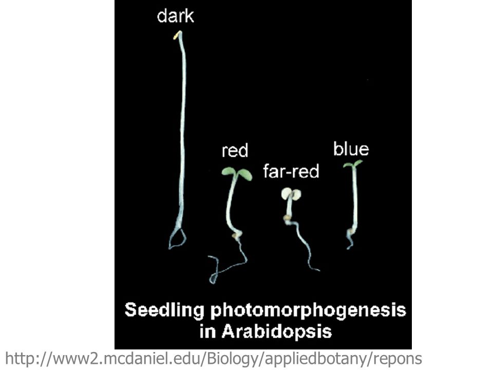 ผลของชนิดแสงต่อ photomorphogenesis ของต้นกล้า Arabidopiss
