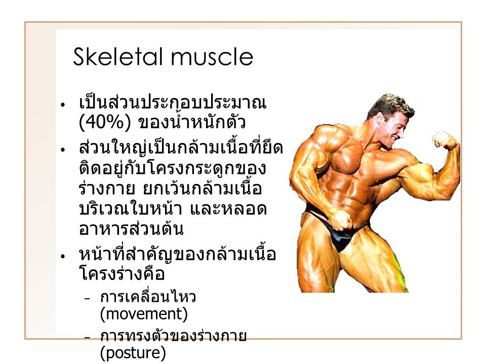 Skeletal muscle เป็นส่วนประกอบประมาณ (40%) ของน้ำหนักตัว