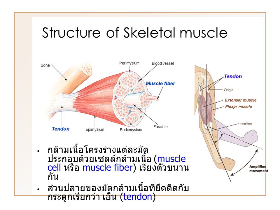 Structure of Skeletal muscle