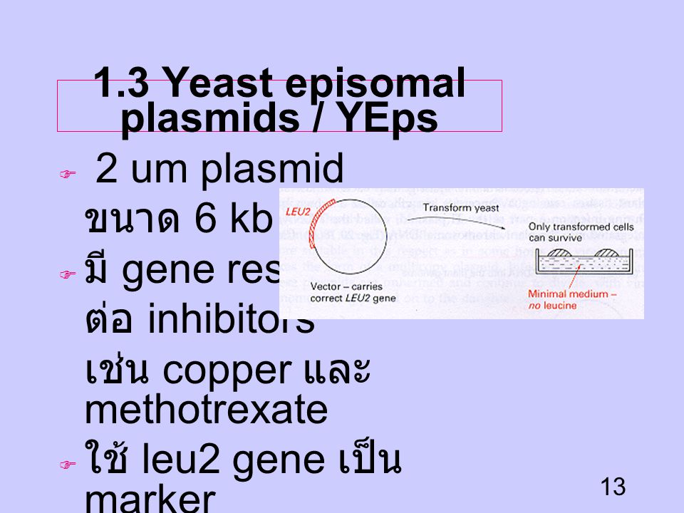 1.3 Yeast episomal plasmids / YEps