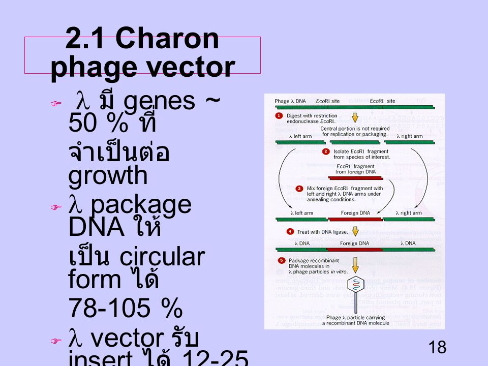 2.1 Charon phage vector l มี genes ~ 50 % ที่ จำเป็นต่อ growth