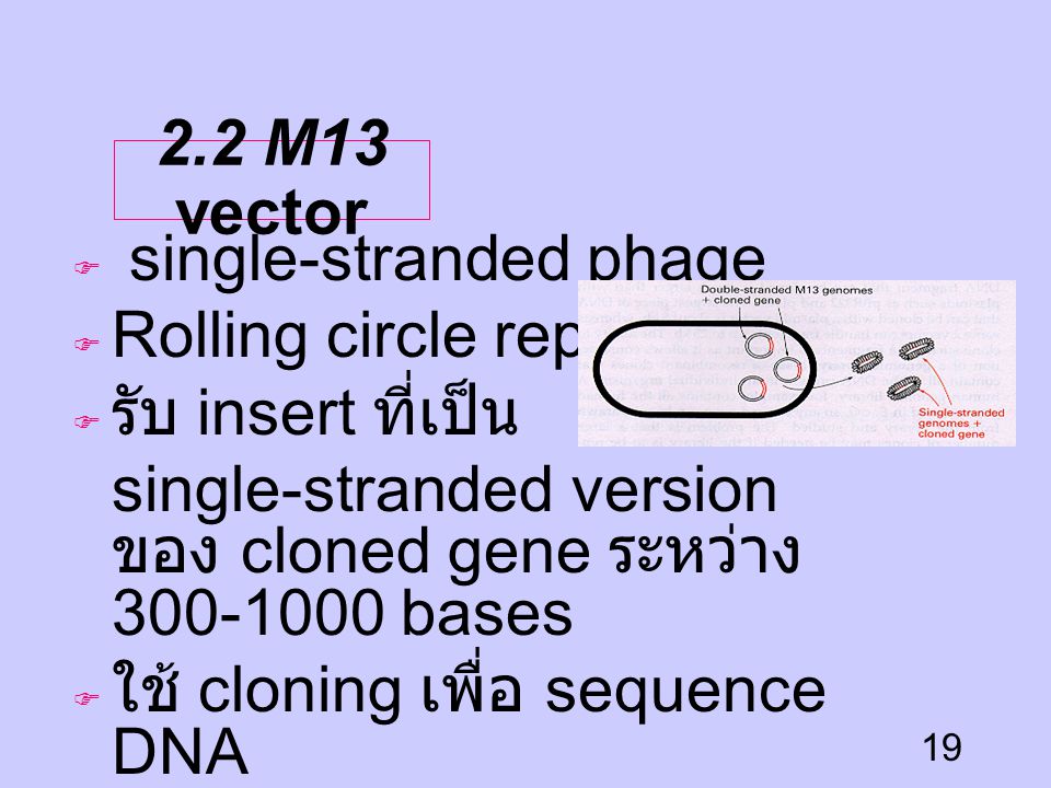 2.2 M13 vector single-stranded phage. Rolling circle replication. รับ insert ที่เป็น.