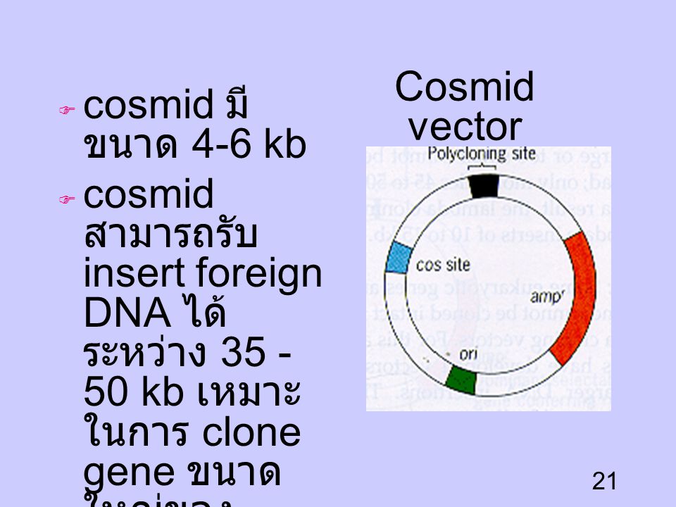 cosmid มีขนาด 4-6 kb cosmid สามารถรับ insert foreign DNA ได้ระหว่าง kb เหมาะในการ clone gene ขนาดใหญ่ของ eulararyote.