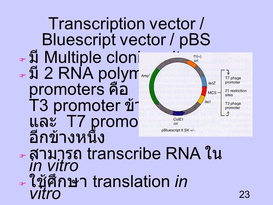 Transcription vector / Bluescript vector / pBS