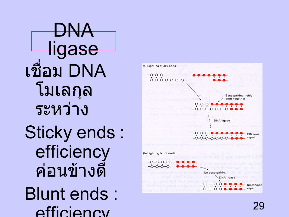 DNA ligase เชื่อม DNA โมเลกุลระหว่าง