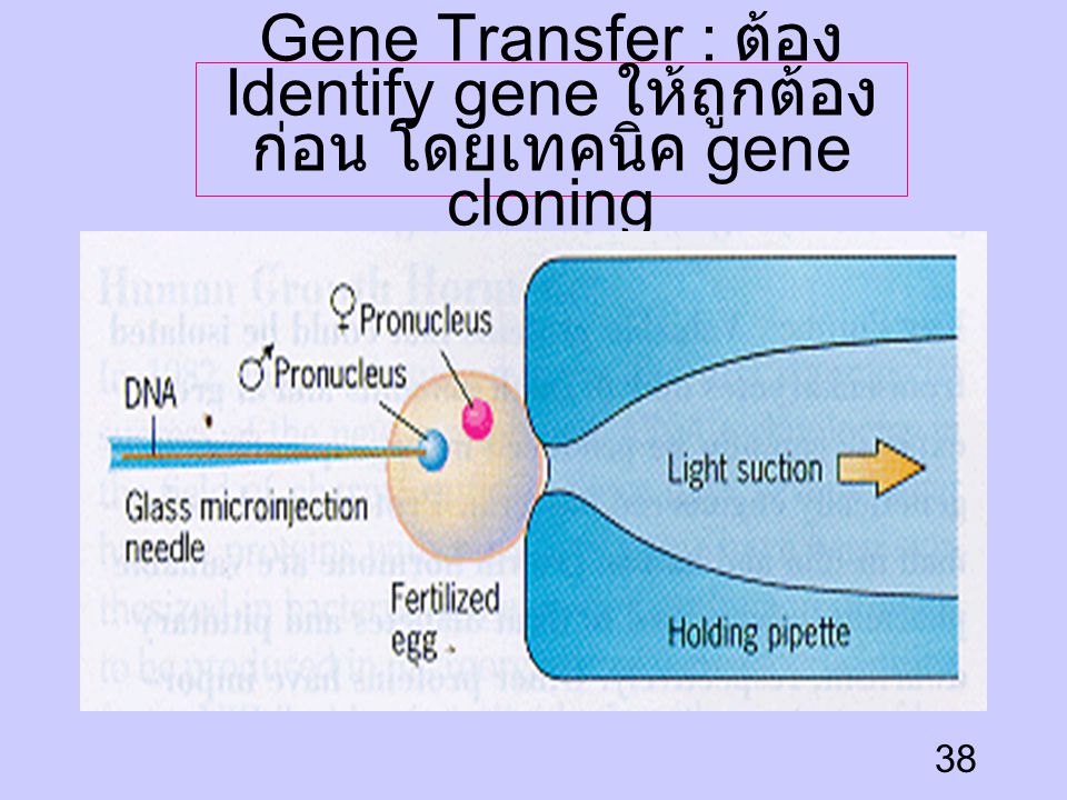Gene Transfer : ต้อง Identify gene ให้ถูกต้องก่อน โดยเทคนิค gene cloning
