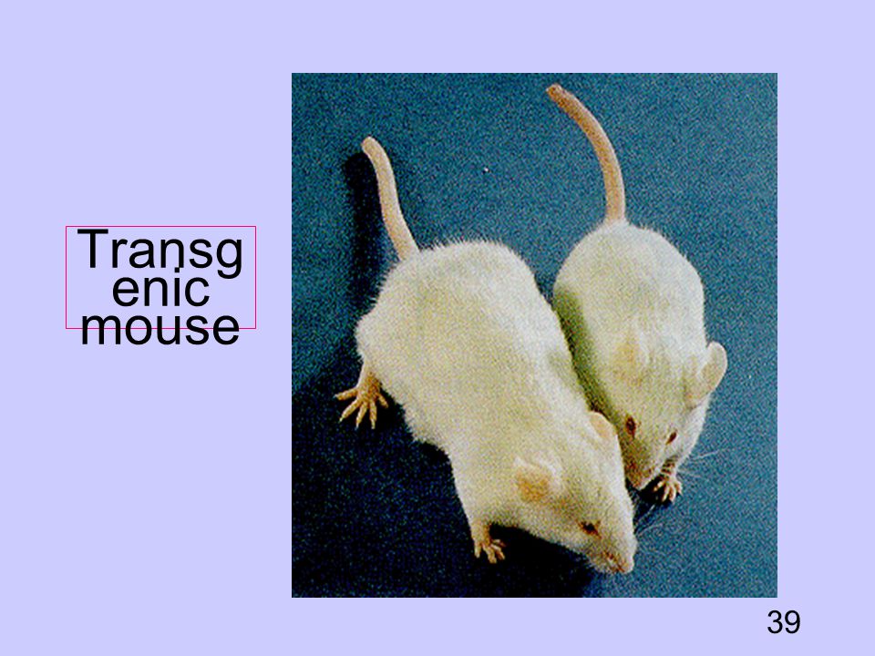 Transgenic mouse