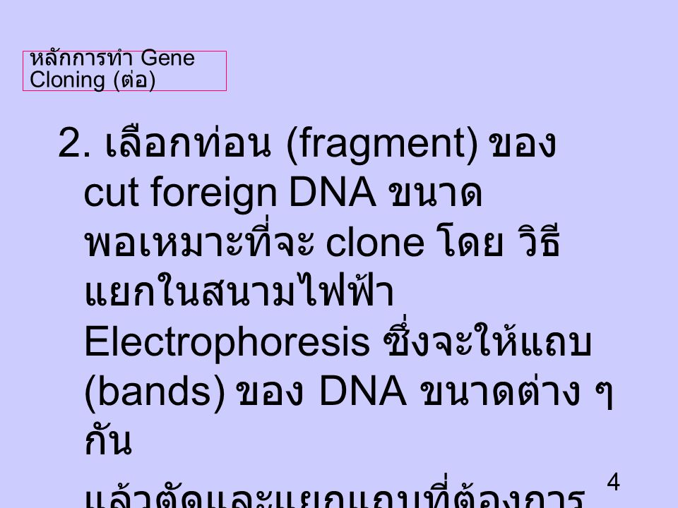 หลักการทำ Gene Cloning (ต่อ)