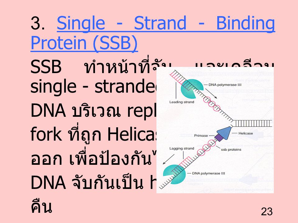 3. Single - Strand - Binding Protein (SSB)