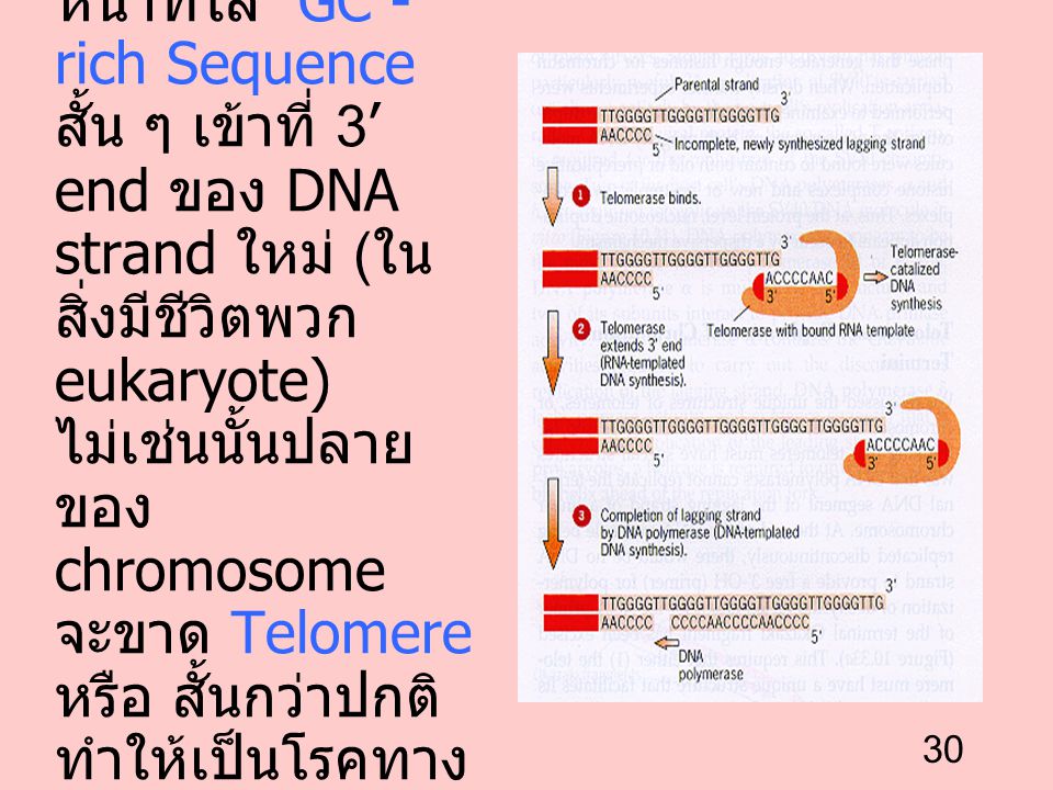 Telomerase ทำหน้าที่ใส่ GC - rich Sequence สั้น ๆ เข้าที่ 3’ end ของ DNA strand ใหม่ (ในสิ่งมีชีวิตพวก eukaryote) ไม่เช่นนั้นปลายของ chromosome จะขาด Telomere หรือ สั้นกว่าปกติ ทำให้เป็นโรคทางพันธุกรรม