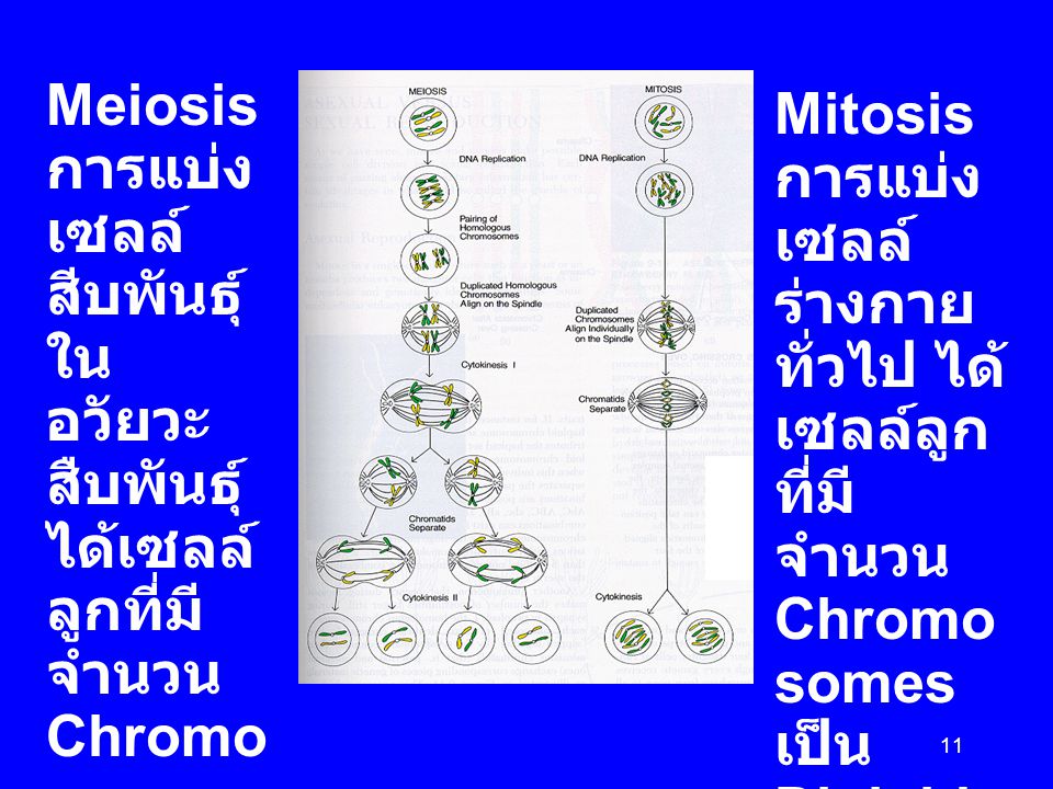 Meiosis การแบ่งเซลล์ สีบพันธุ์ในอวัยวะสืบพันธุ์ ได้เซลล์ลูกที่มี จำนวน Chromosomes เป็น Haploidเป็นการสร้าง cells สืบพันธุ์