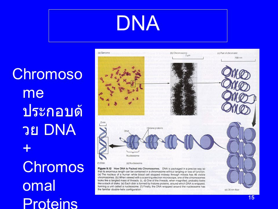 From Chromosome to DNA Chromosome ประกอบด้วย DNA + Chromosomal Proteins