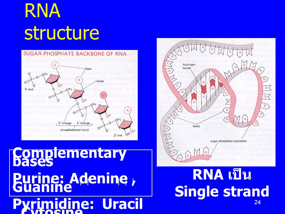 RNA structure Complementary bases Purine: Adenine , Guanine