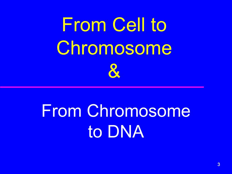 From Cell to Chromosome &