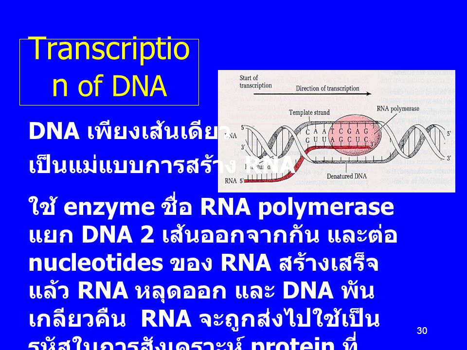 Transcription of DNA DNA เพียงเส้นเดียว เป็นแม่แบบการสร้าง RNA