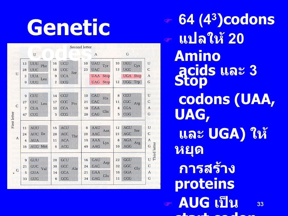 Genetic Codes 64 (43)codons แปลให้ 20 Amino acids และ 3 Stop