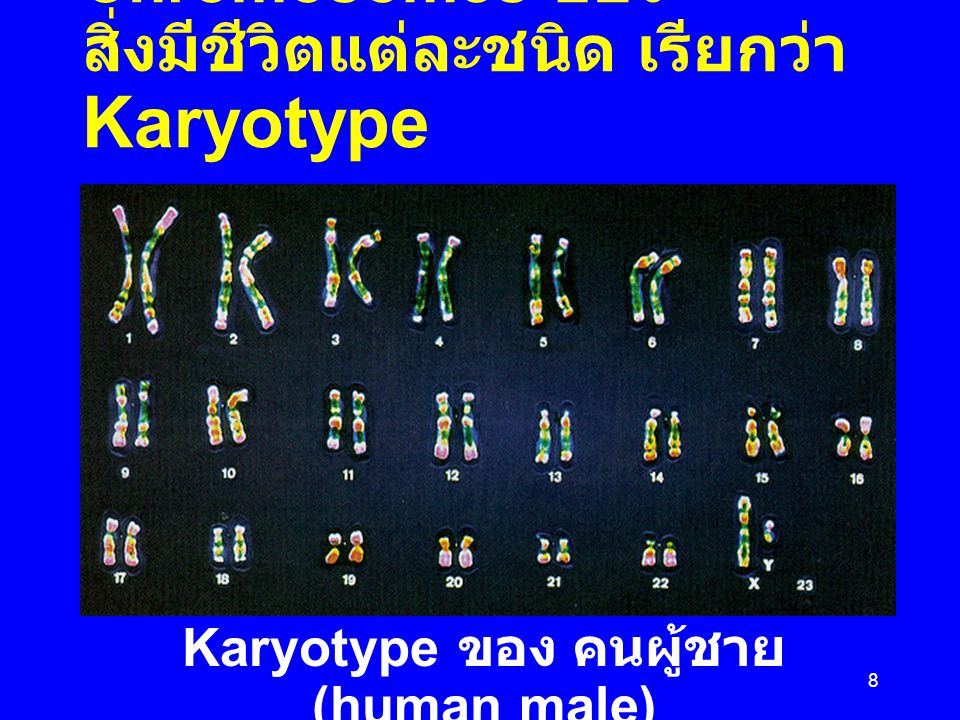 Karyotype ของ คนผู้ชาย (human male)