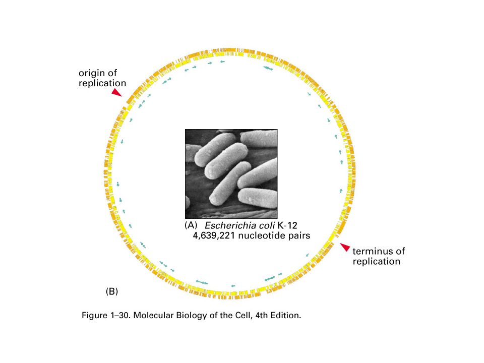 โครโมโซมของแบคทีเรียมีขนาดเล็กกว่าโครโมโซมของคนมากและไม่ได้ขดตัวอยู่ในนิวเคลียส ที่เป็นเช่นนี้น่าจะเป็นเพราะแบคทีเรียมีขนาดเล็กและมีความซับซ้อนน้อยกว่ามากจึงไม่ต้องการพื้นที่เก็บข้อมูลในการมีชีวิตเป็นแบคทีเรียเท่าคน