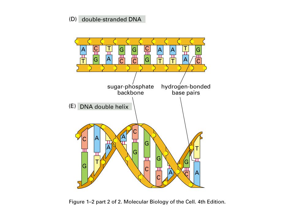 ดังนั้นเบสทั้ง 4 นี้เองจึงเป็นตัวกําหนดว่าหน่วยย่อยของ DNA หรือ nucleotide นั้นมี 4 ชนิด