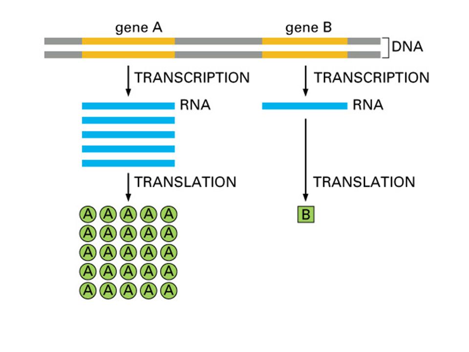 กระบวนการของเซลที่ใช้ในการสร้าง โปรตีนจาก DNA นั้นจะต้องเปลี่ยนผ่าน RNA ก่อน ตามกฎแห่งชีวิตที่ได้กล่าวมาข้างต้นคือ DNA RNA  Protein เหตุใดจึงต้องผ่าน RNA ก่อนไปเป็น protein นั้น ยังไม่มีใครอธิบายได้แน่ชัด แต่มีข้อสมมุตติฐานว่าการเปลี่ยนผ่านเป็น RNA ก่อนนั้นจะช่วยให้สิ่งมีชีวิตควบคุมการสังเคราะห์ protein หรือการแสดงออกของยีนได้ดียิ่งขึ้น การควบคุมการแสดงออกของยีนนั้นมีความสําคัญอย่างยิ่งต่อการมีชีวิตอยู่ของสิ่งมีชีวิตทุกชนิดเพราะโปรตีนหลายชนิดที่ถูกสร้างขึ้นมานั้นมีชีวิตอยู่ได้ในระยะสั้นเพื่อทําหน้าที่ที่มีความจําเป็นต่อเซลในขณะหนึ่งๆ ซึ่งเมื่อเสร็จแล้วก็จะย่อยสลายไป ถ้าเซลไม่สามารถผลิตโปรตีนออกมาจากยีนได้ทันเวลาก็จะทําให้เซลไม่สามารถดํารงชีวิตอยู่ได้อย่างเป็นปกติ อีกเหตุผลหนึ่งที่ต้องเปลี่ยน จาก DNA ไปเป็น RNA ก่อนนั้นก็อาจเป็นเพราะเมื่อราว 4 พันล้านปีมาแล้วมี RNA เกิดขึ้นมาในโลกก่อนที่จะมี DNA ดังนั้นในขั้นตอนของการวิวัฒนาการสิ่งมีชีวิตจึงยังเก็บ RNA ไว้แล้วเพิ่ม DNA ซึ่งมีคุณสมบัติเหมาะสมกว่าขึ้นมาเป็นสารพันธุกรรมแทน