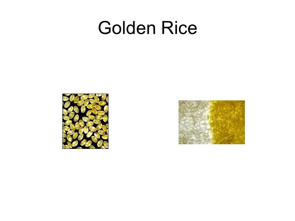 Golden Rice หรือยีนผลิตวิตามิน A จากแบคทีเรียไปใส่ไว้ในข้าว