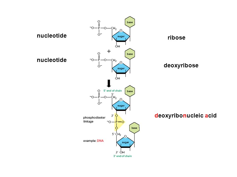 nucleotide ribose nucleotide deoxyribose deoxyribonucleic acid