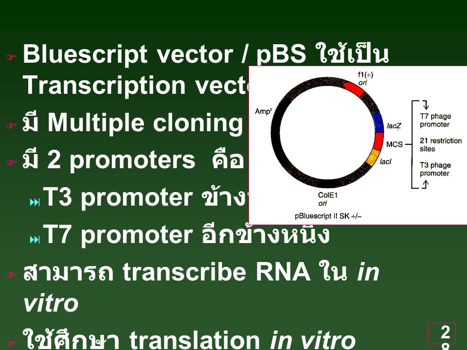 Bluescript vector / pBS ใช้เป็น Transcription vector