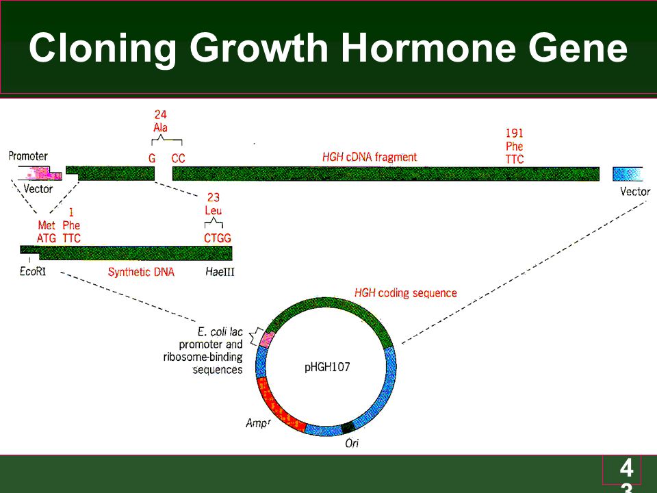 Cloning Growth Hormone Gene