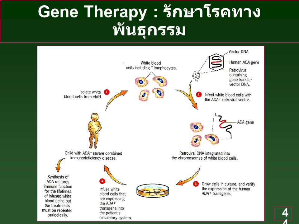 Gene Therapy : รักษาโรคทางพันธุกรรม