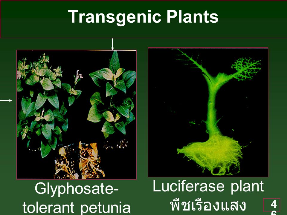 Transgenic Plants Luciferase plant พืชเรืองแสง