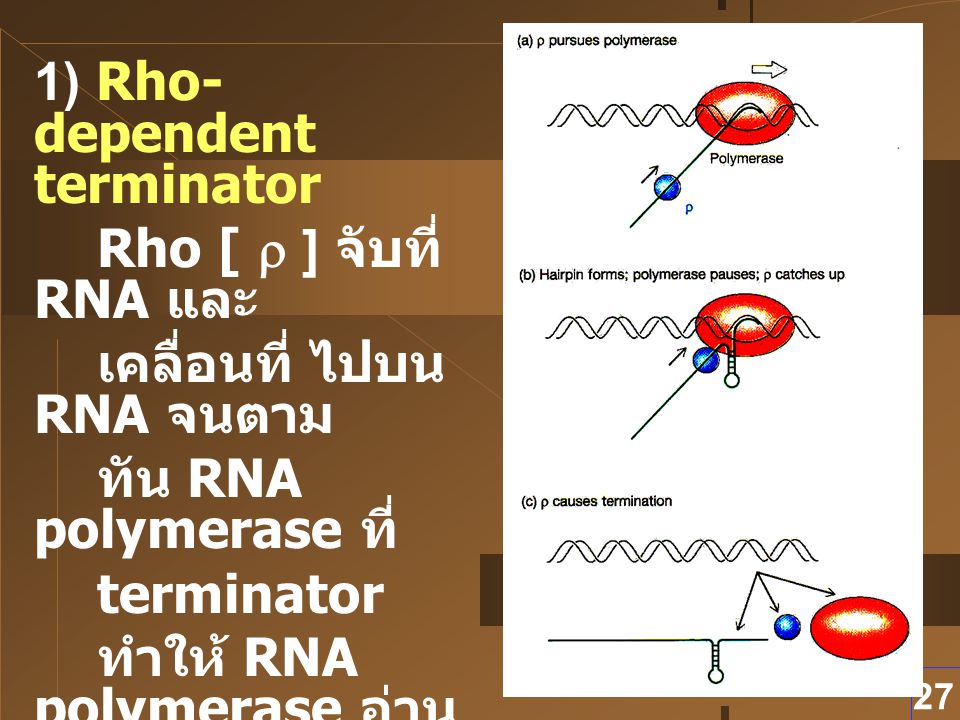 1) Rho-dependent terminator