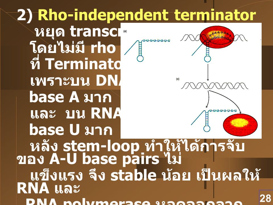 2) Rho-independent terminator