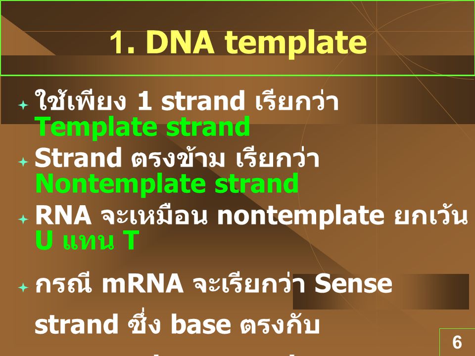1. DNA template ใช้เพียง 1 strand เรียกว่า Template strand