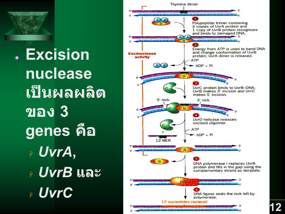 Excision nuclease เป็นผลผลิตของ 3 genes คือ