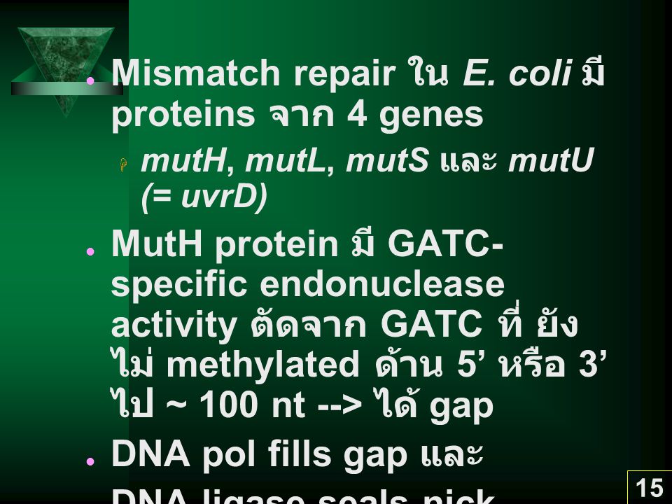 Mismatch repair ใน E. coli มี proteins จาก 4 genes