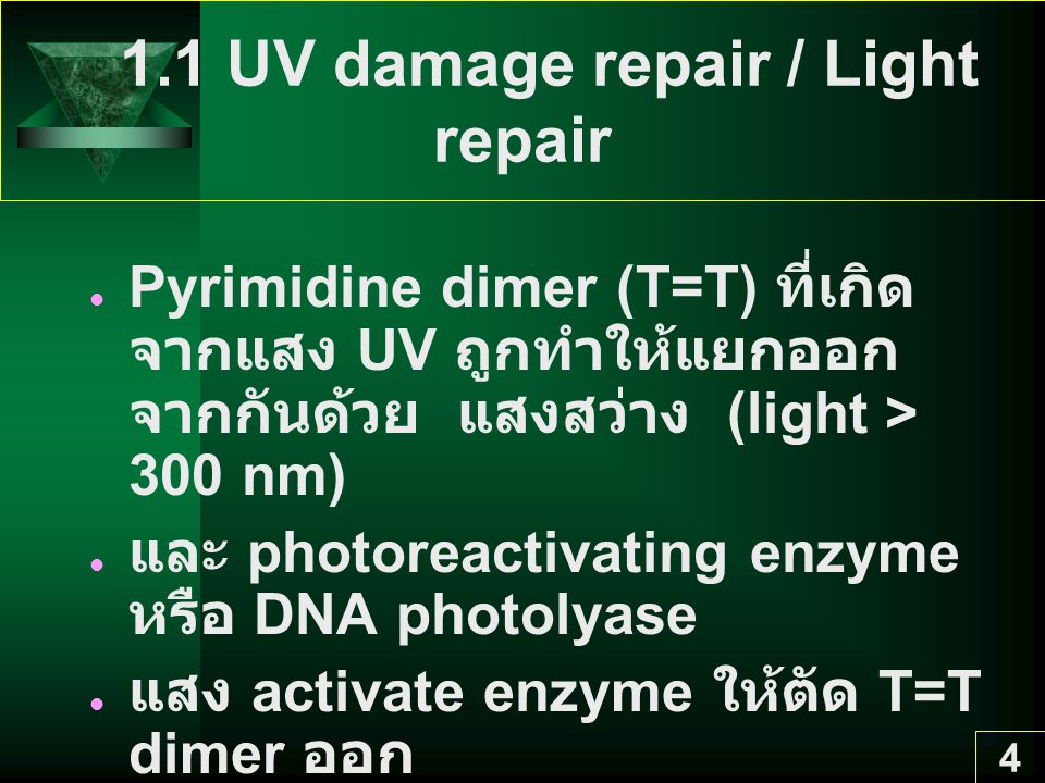 1.1 UV damage repair / Light repair