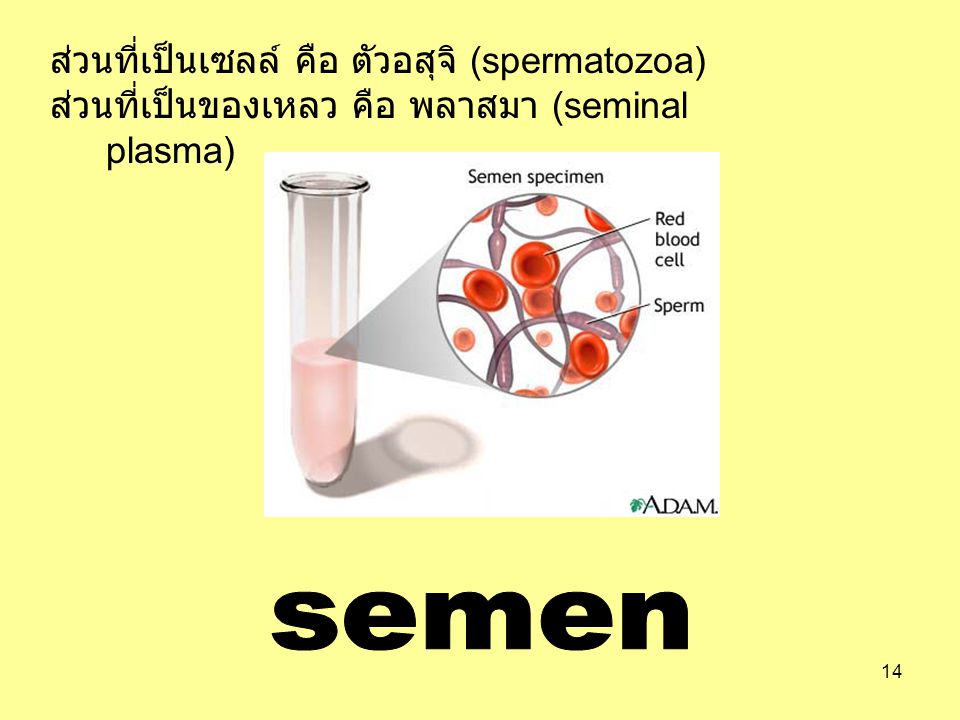 semen ส่วนที่เป็นเซลล์ คือ ตัวอสุจิ (spermatozoa)