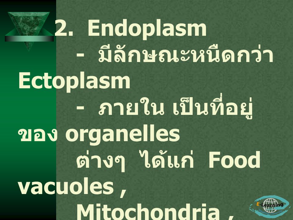 - มีลักษณะหนืดกว่า Ectoplasm - ภายใน เป็นที่อยู่ของ organelles