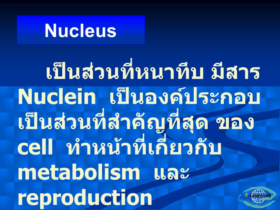 Nucleus เป็นส่วนที่หนาทึบ มีสาร Nuclein เป็นองค์ประกอบ เป็นส่วนที่สำคัญที่สุด ของ cell ทำหน้าที่เกี่ยวกับ metabolism และ reproduction.