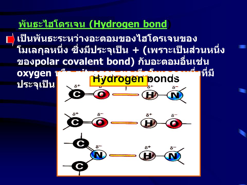 Hydrogen bonds พันธะไฮโดรเจน (Hydrogen bond)