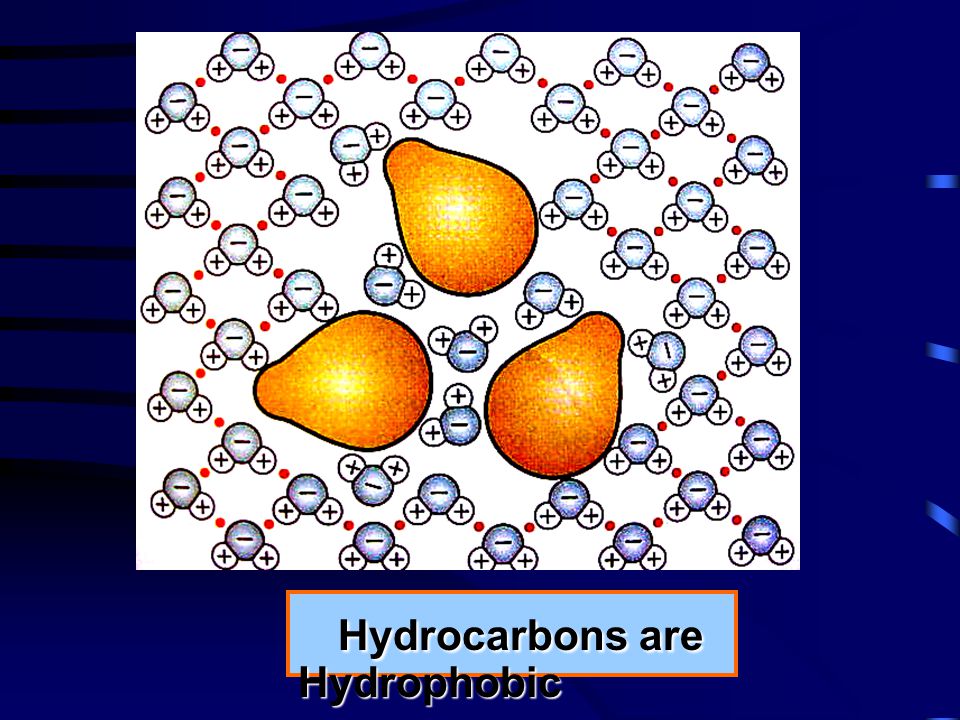 Hydrocarbons are Hydrophobic